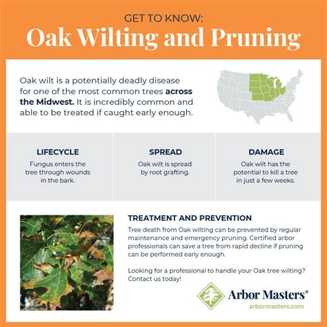 Oak Tree Pruning - Everything You Need to Know | Arbor Masters