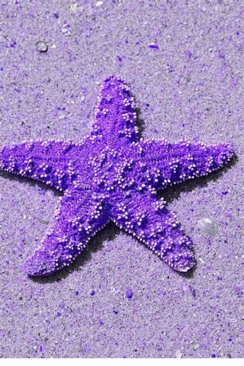 Purple starfish | Purple wallpaper, All things purple, Shades of purple