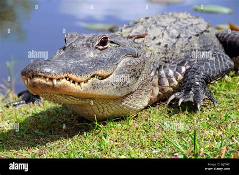 American alligator teeth hi-res stock photography and images - Alamy