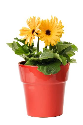 Yellow Gerber Daisy Stock Photo - Download Image Now - iStock