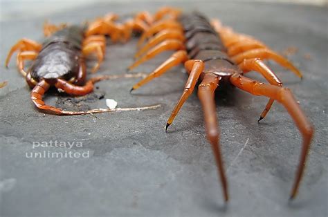 Thailand’s Monster Venomous Centipede | Pattaya Unlimited