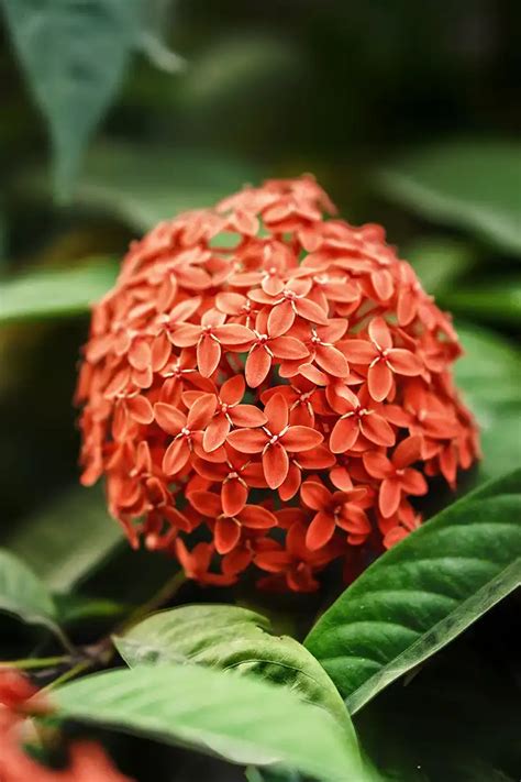 Ixora Plant - Learn All About It - theplantingpost.com