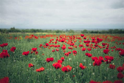 Red Poppy Flower Field · Free Stock Photo