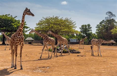 77 Coron Palawan Zoo Royalty-Free Photos and Stock Images | Shutterstock