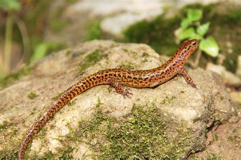 Longtail Salamander, Eurycea longicauda