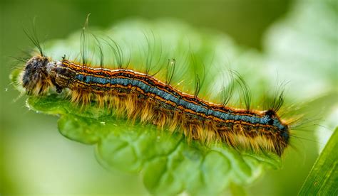 Urgent Warning As Invasive Moth Species Discovered In Dublin