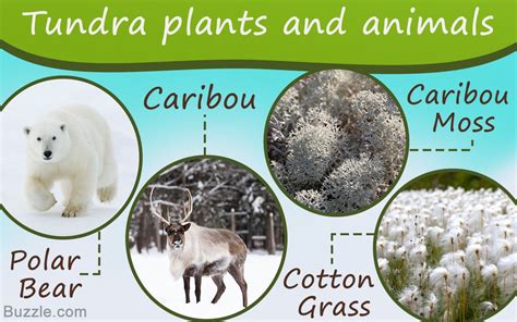 Tundra plants and animals adaptations photos | Zoo Animals