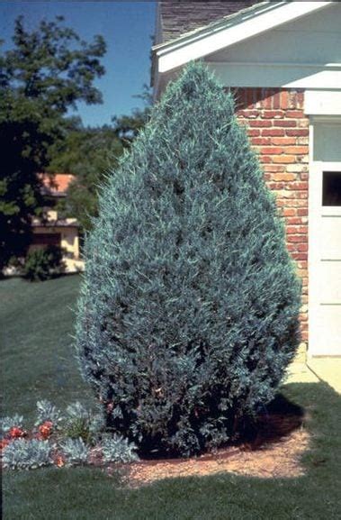 Moonglow Juniper - Blue Grass Nursery, Sod and Garden Centre: Calgary, Edmonton and Red Deer ...