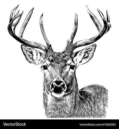 Deer face sketch hand drawn in doodle style Vector Image