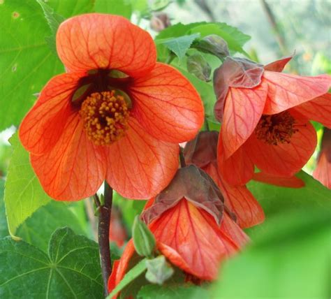 Abutilon - Flowers