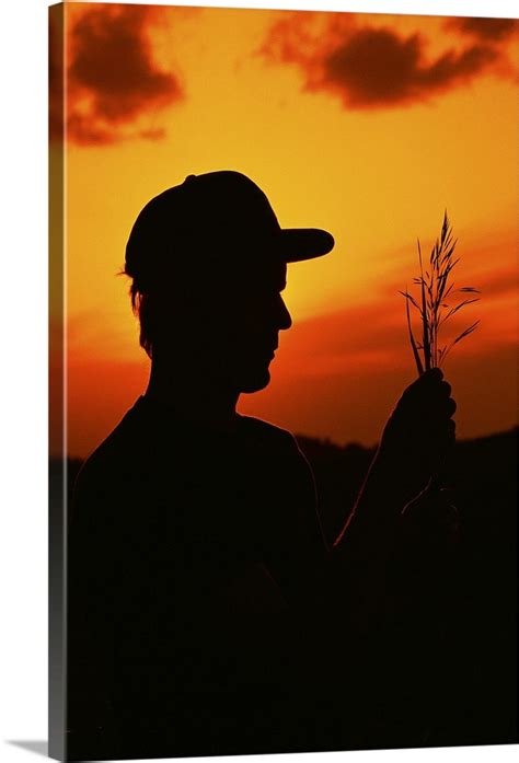 Silhouette of farmer holding oats at sunset Wall Art, Canvas Prints, Framed Prints, Wall Peels ...