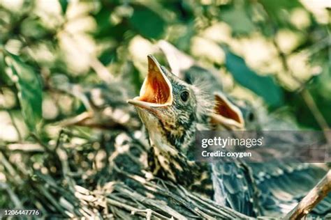 32 Wood Thrush Nest Stock Photos, High-Res Pictures, and Images - Getty Images