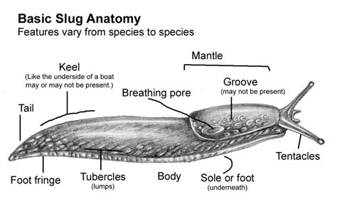 Slug anatomy diagram natural history illustration by Lizzie Harper - Lizzie Harper