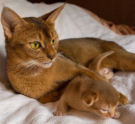 Abyssinian Cat Names - 115 Beautiful Ideas