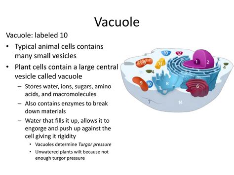 Vacuole Pdf - Otadan Site