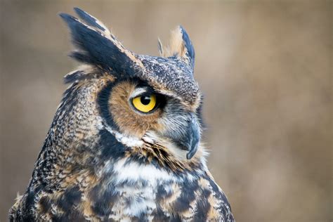 Great Horned Owl | Audubon Field Guide