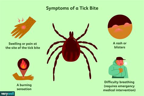 What You Need to Know About Getting a Tick Bite