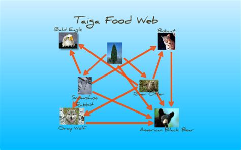 Taiga Food Chain