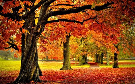 Beautiful Autumn Trees Wallpapers - Wallpaper Cave