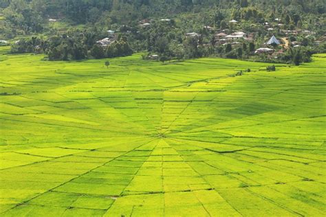 89 Baru Gambar Gambar Pemandangan Di Sawah Gambar Pemandangan – NBKomputer