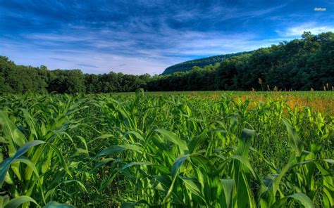 Corn Field Wallpapers - Top Free Corn Field Backgrounds - WallpaperAccess