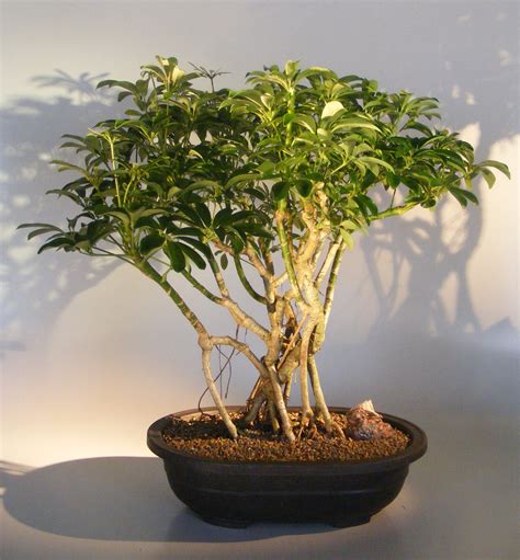 Hawaiian Umbrella Bonsai TreeBanyan Style(arboricola schfflera)