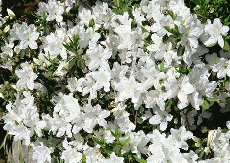 10 Best Shrubs With White Flowers