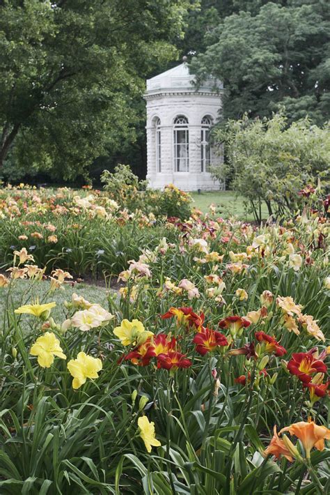 Daylilies