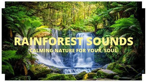 Rainforest Sounds (Relaxing Nature) - Soothing Water Sounds - [2020] - YouTube