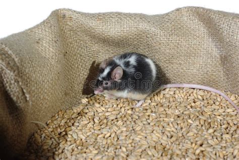 Eating wheat mouse stock image. Image of healthy, hungry - 18399239