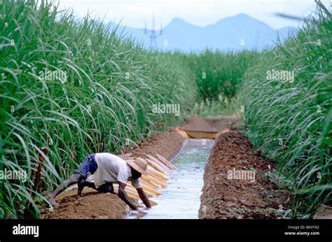 Sugar cane plantation, Brazil Stock Photo - Alamy