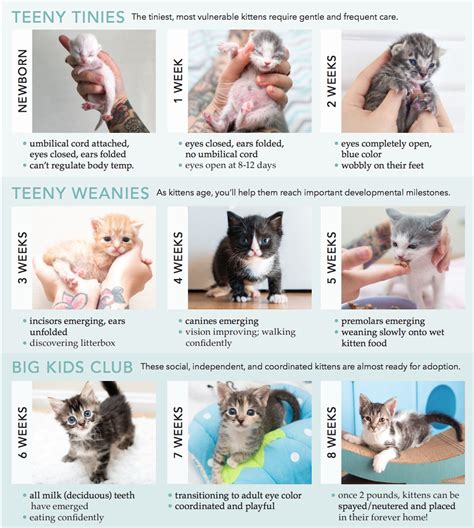 Kittens age progression - nimfawriting