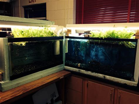 Aquaponics + Trout in the Classroom : 4 Steps - Instructables