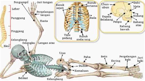 Sistem Gerak pada Manusia Terdiri Dari 3 Bagian, Apa Saja?