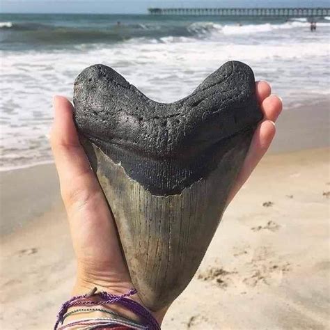 Behind Megalodon: The Giant Ancient Shark that Totally Vanished