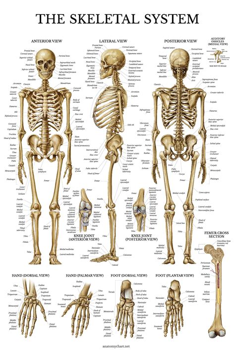 Human Bone Anatomy Chart / Diagram of Human Organs 3D and Skeleton Anatomy | 101 Diagrams ...