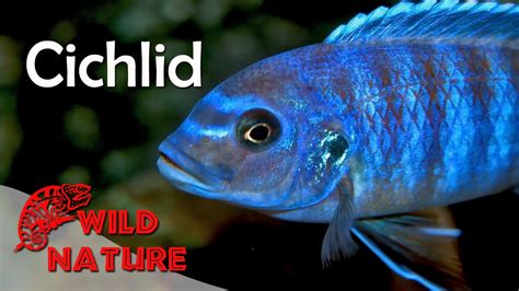 Lake Malawi Cichlids | WILD NATURE - YouTube