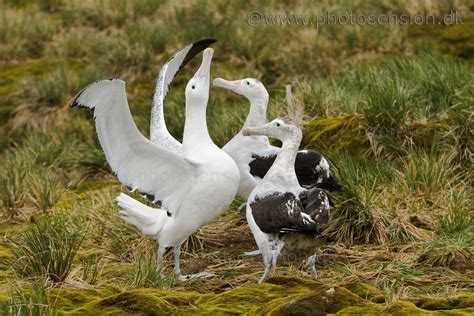 Wandering Albatross courtship display - South Georgia Island