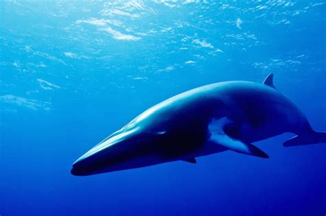 10 Largest Whale Species on the Planet (with Photos) - WildlifeTrip