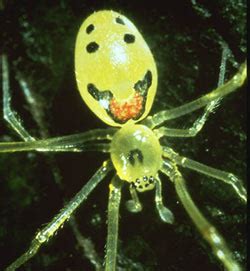 Happy-Face Spider - Hawaii Forest & Trail