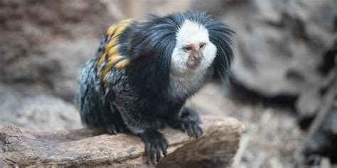 Geoffroy's marmoset | Smithsonian's National Zoo and Conservation ...