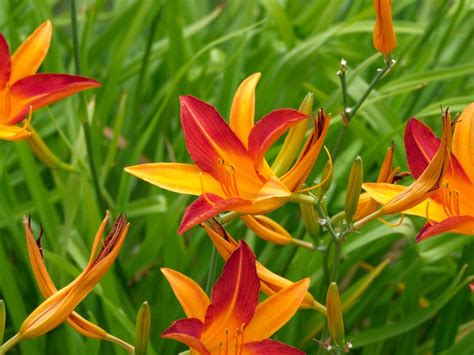 Growing Daylilies - Tips For Daylily Care | Gardening Know How