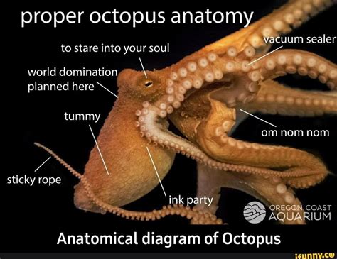 Octopus Dissection