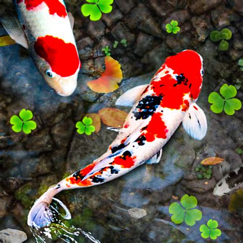 Koi Fish Live Wallpapers HD for PC / Mac / Windows 11,10,8,7 - Free Download - Napkforpc.com