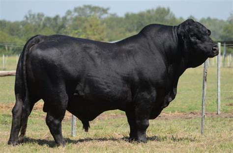 Brangus Cattle Info, Size, Lifespan, Uses, and Pictures