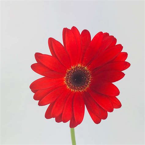 GERBERA DAISY- RED - Wholesale Bulk Flowers - Cascade Floral