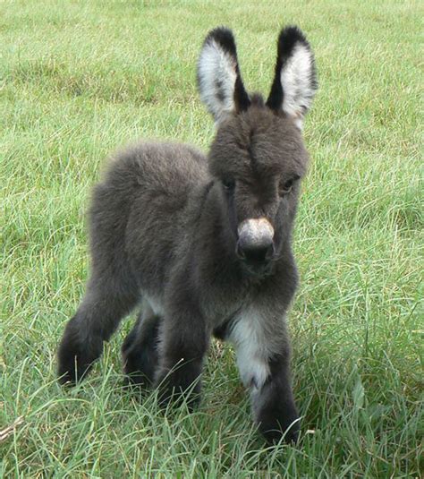 Baby Miniature Donkey