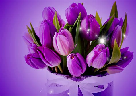 Dark Purple Tulips Wallpaper