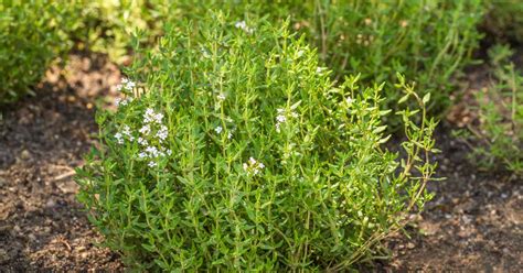 How to Grow and Care for Common Thyme | Gardener’s Path