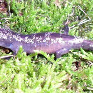 Ambystoma opacum 1 | Caudata.org: Newts and Salamanders Portal